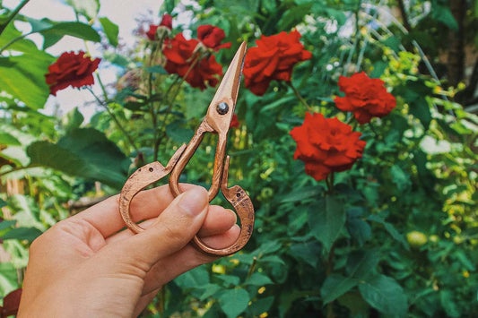 Close-up of copper garden scissors set against a backdrop of lush red roses and vibrant greenery in a green witch garden, reflecting the article's exploration of copper's transformative benefits in gardening.
