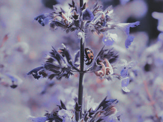 A photo of Catmint in a Green Witch's Enchanted Garden with a delicate red ladybug crawling on the stem of the purple and green plant.