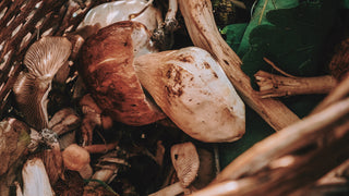 Mushrooms ready for harvest lay delicately in a basket. 