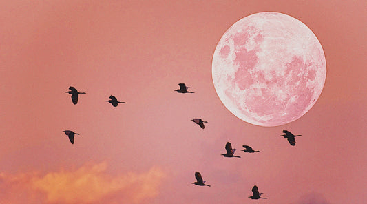 Pink sky and Full Pink Moon with birds silhouetted in the foreground