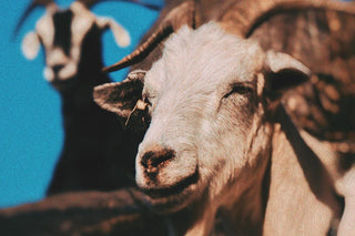 Two Goats stand on a mountainside against a blue sky overlooking the horizon of a new dawn representing the dawn of the Full Moon in Capricorn. 