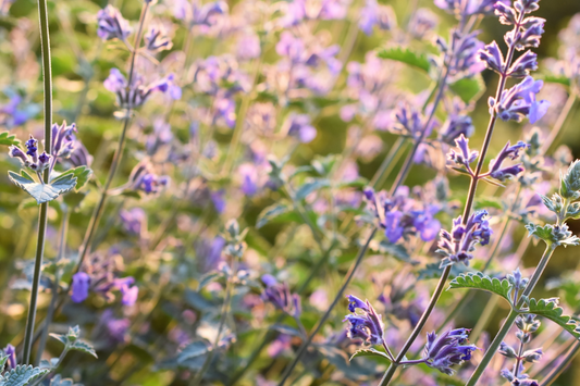 A Field of Gentle Catmint plants serenely sway in the breeze as the light catches the myriad of purple flowers that grace the plant in a Green Witch's Enchanted Garden