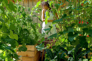 Lush spring garden with raised beds and climbing vines, as an herbalist in a white apron tends to medicinal herbs and vegetables.