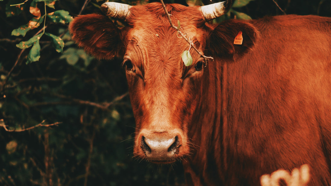 Close-up of a russet-colored cow with long, curved horns and a gentle gaze, standing amidst green foliage, embodying the essence of the Taurus zodiac sign with nature elements, in context of the Full Blood Moon
