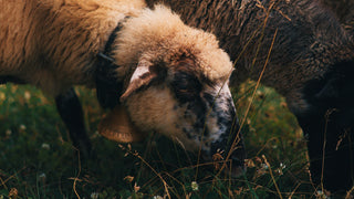An image of a cream colored ram who is meant to represent the astrological sign of Aries peacefully eating grass in a field.