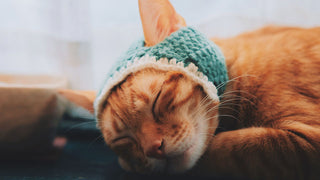 An orange cat sleeps peacefully with a cozy blue knit hat on its head, symbolizing the restful and introspective energy of the January Cold Moon in Leo.