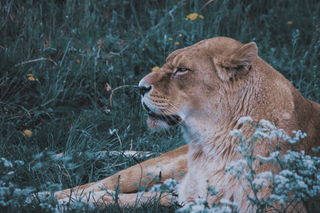 An image of a powerful Lioness serenely laying on a bed of grass and white flowers representing the beauty and prestige of the Leo New Moon.