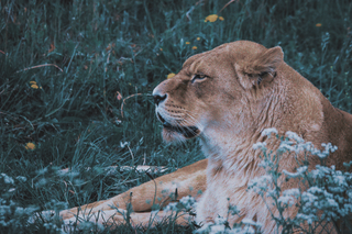 An image of a powerful Lioness serenely laying on a bed of grass and white flowers representing the beauty and prestige of the Leo New Moon. 