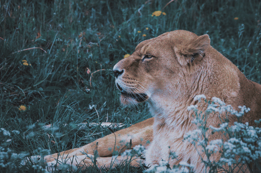 An image of a powerful Lioness serenely laying on a bed of grass and white flowers representing the beauty and prestige of the Leo New Moon. 
