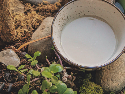 A Simple Milk Offering for Freyja's Cats + Viking Cats + Crazy Cat Tales