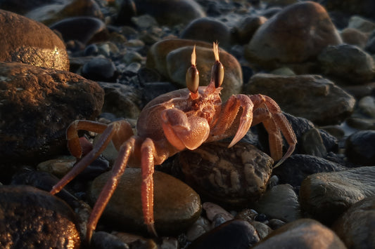 A crab stands serenely on wet rocks on a beach during the New Moon in Cancer 