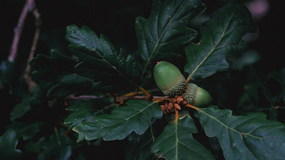Close-up of vibrant green acorns nestled among the rich, dark green lobed leaves of an oak tree, symbolizing new beginnings and growth, in alignment with the New Oak December Moon and the adventurous spirit of Sagittarius.