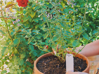 Person holding a terra cotta planter filled with lush catmint, fingers gently cradling the pot's rim. A thriving garden, filled with various herbs and flowers, stretches out in the soft-focus background.