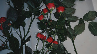 Dark red roses in water - "Dark red roses submerged in water, evoking deep emotions, shadow work, and the passion associated with the Scorpio New Moon.