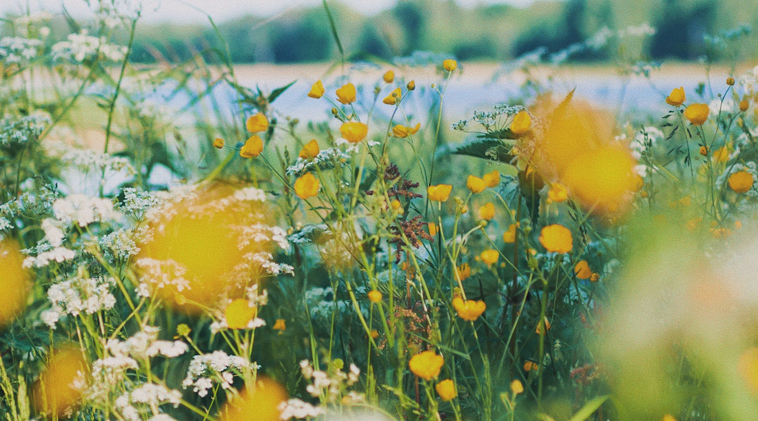 Close-up view of a vibrant field filled with yellow and white wildflowers, symbolizing the blossoming potential in every individual through quick manifestation techniques.