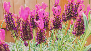 Vibrant close-up of aromatic French lavender flowers, showcasing their calming essence amidst the Full Flower Moon in Scorpio, Lunar Eclipse, and Mercury Retrograde events; navigating the complex astrological energies.