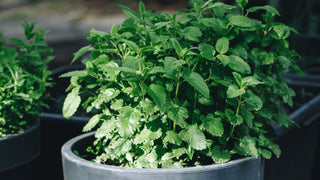 lemon balm in a pot