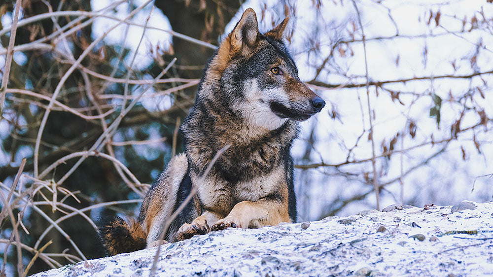 Image of a grey wolf perched on a snowy outcrop with bare trees in the background, symbolizing the wild and instinctual energy of the New Wolf Moon in Capricorn.