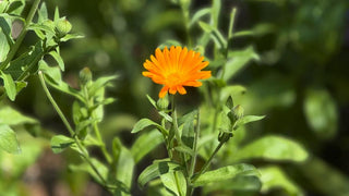 a photo of golden yellow calendula blossoms from my garden 